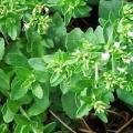 Stevia rebaudiana - Organic Non GMO - 20+ Seed Pack, 300 X Sweeter than Sugar