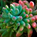 Sedum pachyphylum Seeds - Exotic Edible Cold Hardy Succulent - Combined Shipping