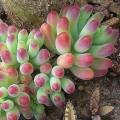 Sedum pachyphylum - 10+ Seed Pack - Exotic Edible Cold Hardy Succulent - Combined Shipping