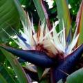 Strelitzia nicolai - Giant Bird of Paradise - 10+ Seed Pack - Indigenous Flowering Tree, Shrub