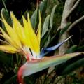 Strelitzia reginae Mandela's Gold Seeds - Rare Indigenous Flowering Shrub