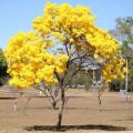 Tabebuia chrysotricha - Golden Trumpet Tree Seeds - Exotic Tree - Flat Ship Rate