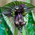 Black Bat Flower Plant Seeds ~ Tacca chantrieri Seeds - Exotic Perennial Bulb Seeds