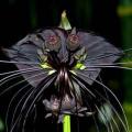 Black Bat Flower Plant Seeds ~ 5 Tacca chantrieri Seeds - Exotic Perennial Bulb Seeds