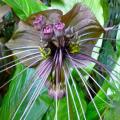 Black Bat Flower Plant Seeds ~ 5 Tacca chantrieri Seeds - Exotic Perennial Bulb Seeds
