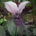 Giant White Batflower - 5 Tacca integrifolia Seeds + GIFTS - Exotic Indoor Bulb Seeds from Africa