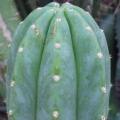 San Pedro Cactus Seeds - Trichocereus pachanoi Seeds - Ethnobotanical - Combined Shipping