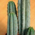 5 San Pedro Cactus Seeds - Trichocereus pachanoi Seeds - Ethnobotanical - Combined Shipping