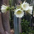 San Pedro Cactus Seeds - Trichocereus pachanoi Seeds - Ethnobotanical - Combined Shipping