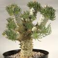 Tylecodon cacalioides - 10+ Seed Pack - Natural Bonsai - Indigenous Endemic