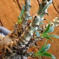 5 Tylecodon grandiflorus Seeds - Indigenous Endemic Caudiciform Succulent - Worldwide Shipping