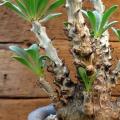 5 Tylecodon grandiflorus Seeds - Indigenous Endemic Caudiciform Succulent - Worldwide Shipping
