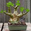 Tylecodon paniculatus - 20+ Seed Pack - Indigenous South African Natural Bonsai
