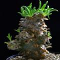 Tylecodon wallichii - 10+ Seed Pack - Indigenous South African Endemic Caudiciform Succulent - NEW