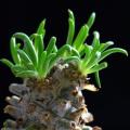 Tylecodon wallichii - 10+ Seed Pack - Indigenous South African Endemic Caudiciform Succulent - NEW