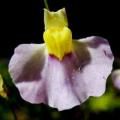 Utricularia bisquamata Seeds - Indigenous Insectivorous Unusual Carnivorous - Bladderwort Aquatic