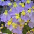 Utricularia bisquamata Seeds - Indigenous Insectivorous Carnivorous Plant - Bladderwort Aquatic