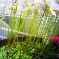 Utricularia bisquamata Seeds - Indigenous Insectivorous Carnivorous Plant - Bladderwort Aquatic