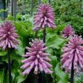 Veltheimia bracteata - 5 Seed Pack - Indigenous Endemic Perennial Bulb - Combined Shipping