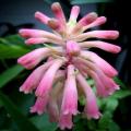 Veltheimia bracteata - 5 Seed Pack - Indigenous Endemic Perennial Bulb - Combined Shipping