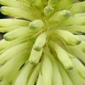 5 Veltheimia bracteata Lemon Flame Seeds - Indigenous Endemic Perennial Bulb - Combined Shipping