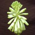 5 Veltheimia bracteata Lemon Flame Seeds - Indigenous Endemic Perennial Bulb - Combined Shipping
