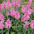 5 Veltheimia capensis Seeds - Indigenous Endemic Perennial Bulb - Combined Global Shipping