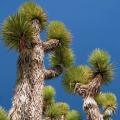 Joshua Tree - Yucca brevifolia - 5 Seed Pack - Exotic Succulent Edible Fruit - Flat Ship Rate