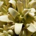 Joshua Tree - Yucca brevifolia - 5 Seed Pack - Exotic Succulent Edible Fruit - Flat Ship Rate