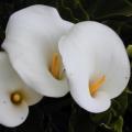 Zantedeschia aethiopica, White Arum Lily - 10+ Seed Pack - Indigenous Perennial Bulb