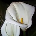 Zantedeschia aethiopica, White Arum Lily - 10+ Seed Pack - Indigenous Perennial Bulb