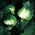 Zantedeschia aethiopica Green Goddess, Green Arum Lily Seeds, Indigenous Perennial Bulb