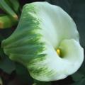 Zantedeschia aethiopica Green Goddess, Green Arum Lily, 5 Seed Pack, Indigenous Perennial Bulb
