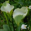 Zantedeschia aethiopica Green Goddess, Green Arum Lily Seeds, Indigenous Perennial Bulb