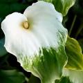 Zantedeschia aethiopica Green Goddess, Green Arum Lily, 5 Seed Pack, Indigenous Perennial Bulb