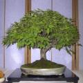 Zelkova serrata - Japanese Zelkova Bonsai - 5 Seeds + FREE Gifts Seeds + Bonsai eBook