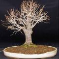 Zelkova serrata - Japanese Zelkova Bonsai - 5 Seeds + FREE Gifts Seeds + Bonsai eBook