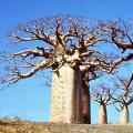 5 Adansonia digitata Seeds - African Baobab, Kremetart Boom, Succulent Tree - Combined Global Ship