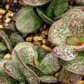 Adromischus maculatus Seeds - South African Indigenous Succulent - Combined Global Shipping
