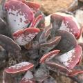 Adromischus triflorus Seeds - Indigenous South African Endemic Succulent - Combined Global Shipping