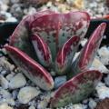 Adromischus triflorus Seeds - South African Indigenous Succulent - Combined Global Shipping