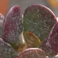 Adromischus triflorus Seeds - South African Indigenous Succulent - Combined Global Shipping