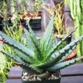 Aloe broomii - Mountain Aloe, Snake Aloe Seeds - Indigenous South African Succulent - NEW