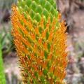 Aloe broomii - Mountain Aloe, Snake Aloe Seeds - Indigenous South African Succulent - NEW