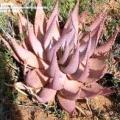 5 Aloe gerstneri Seeds - South African Indigenous Succulent - Combined Worldwide Shipping