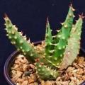 5 Aloe gerstneri Seeds - South African Indigenous Succulent - Combined Worldwide Shipping