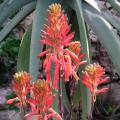 Aloe mudenensis - Kleinaalwyn - 10 Seed Pack - Endemic Indigenous Succulent - Global Shipping