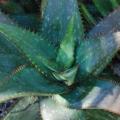 Aloe mudenensis - Kleinaalwyn - 10 Seed Pack - Endemic Indigenous Succulent - Global Shipping