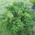 Asparagus densiflorus Mazeppa Seeds - Indigenous Evergreen Groundcover Shrub - Combined Shipping