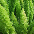 Asparagus densiflorus Mazeppa Seeds - Indigenous Evergreen Groundcover Shrub - Combined Shipping